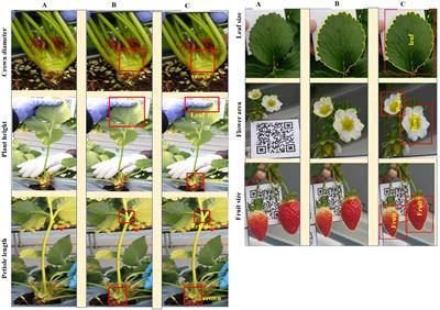 Development of a deep-learning phenotyping tool for analyzing image-based strawberry phenotypes